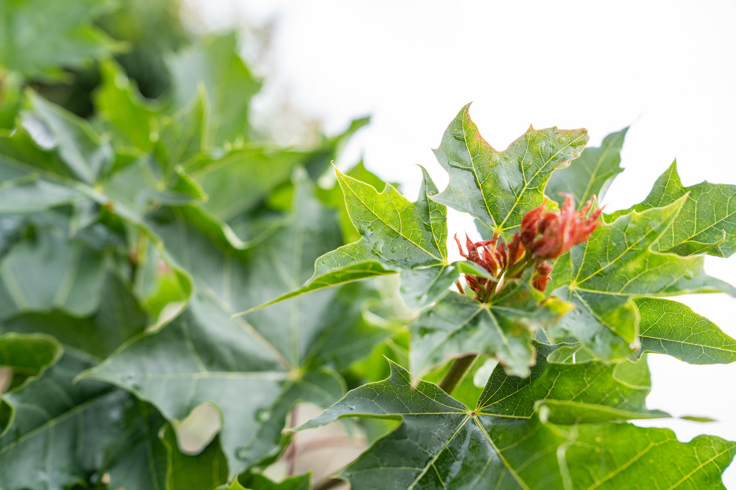 Acer plat. 'Emerald Queen'