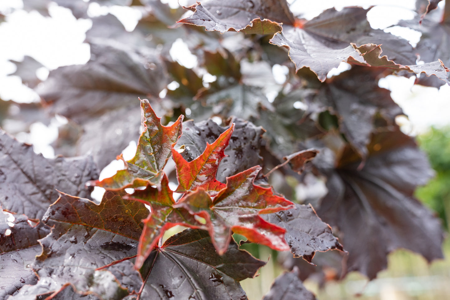 Acer plat. 'Royal Red' F