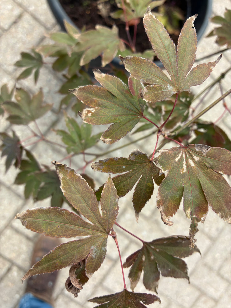 Acer pal. 'Atropurpureum' F