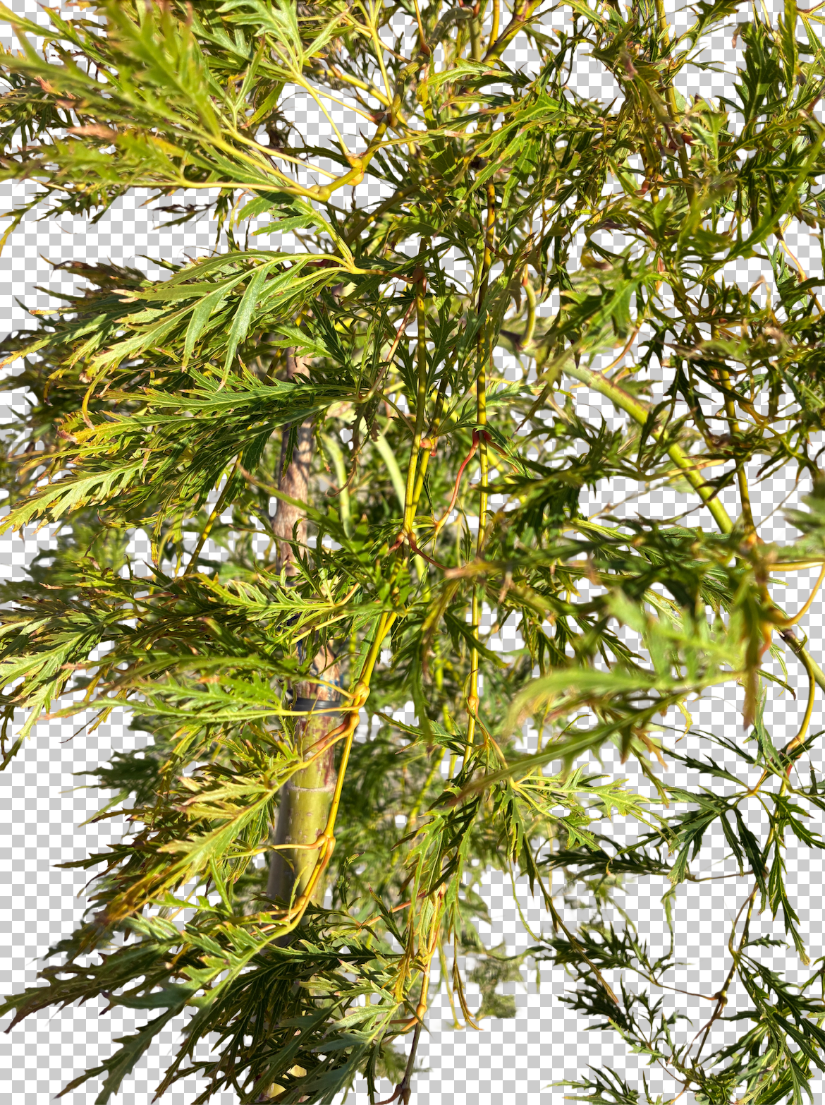 Acer pal. 'Dissectum Flavescens'