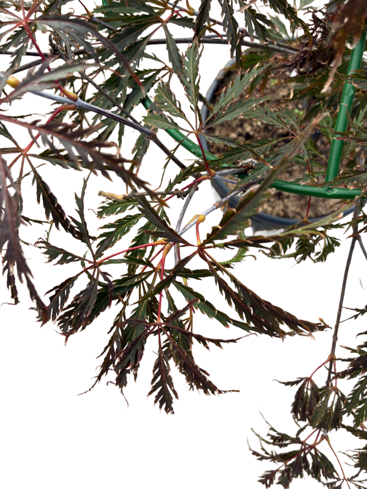 Acer pal. 'Dissectum Red Tamukeyama' F