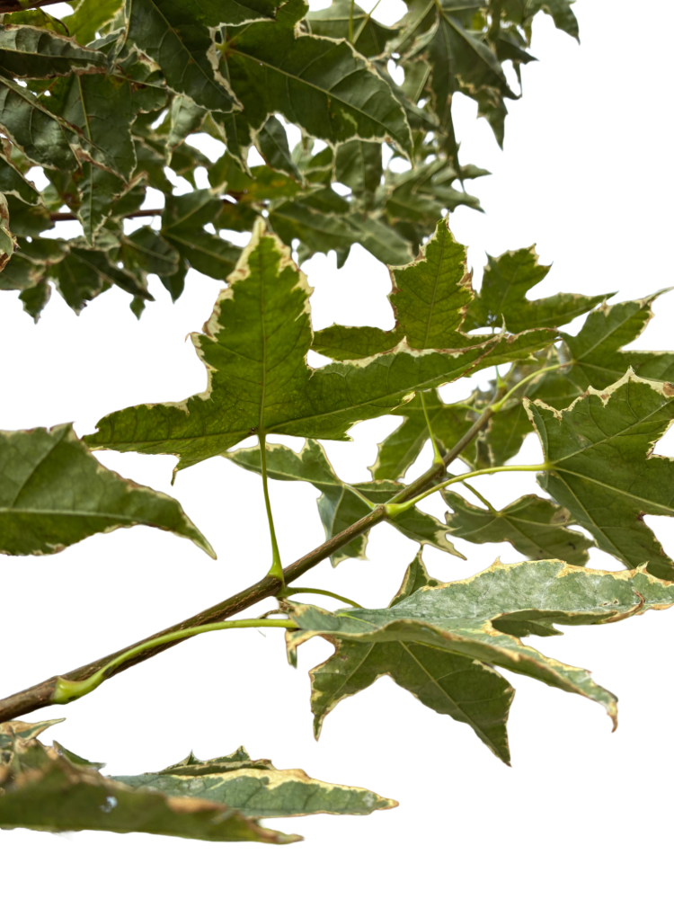 Acer plat. 'Drummondii' F