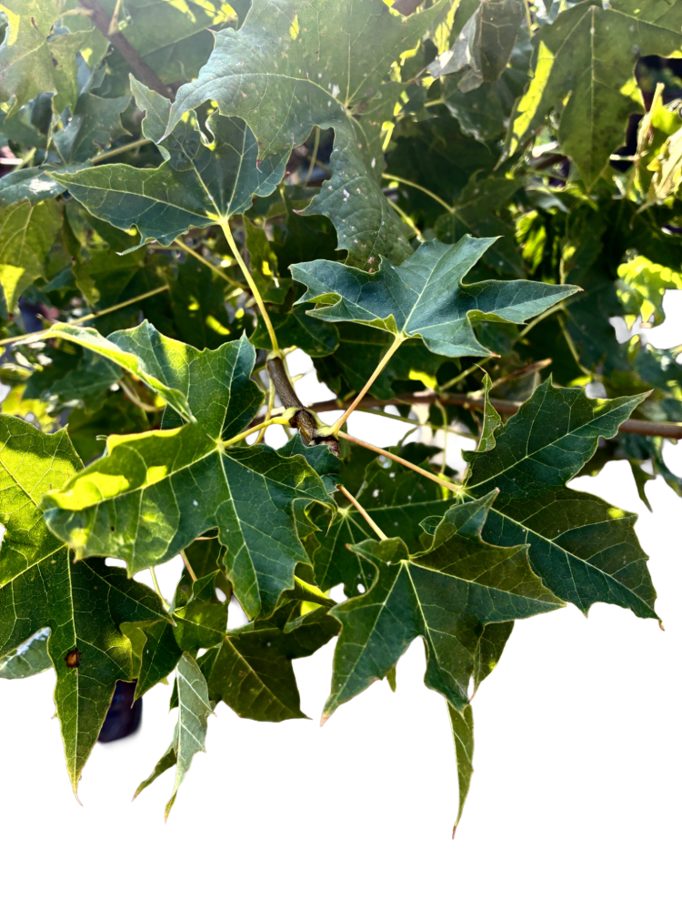 Acer plat. 'Globosum' F