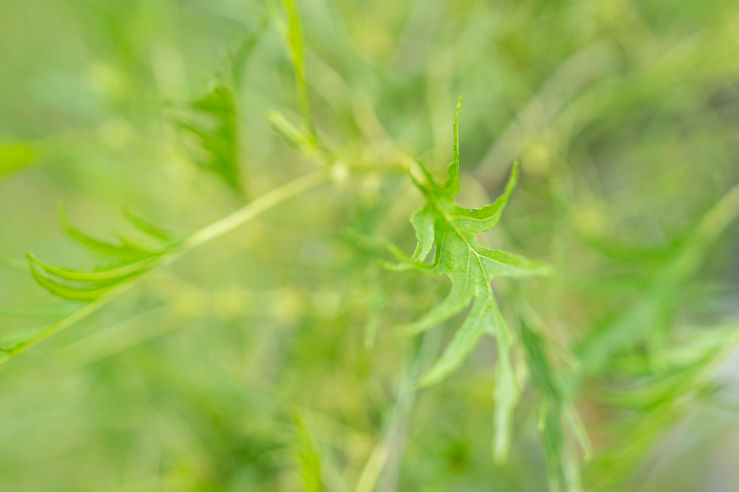 Zwarte els | Alnus glutinosa 'Imperialis'
