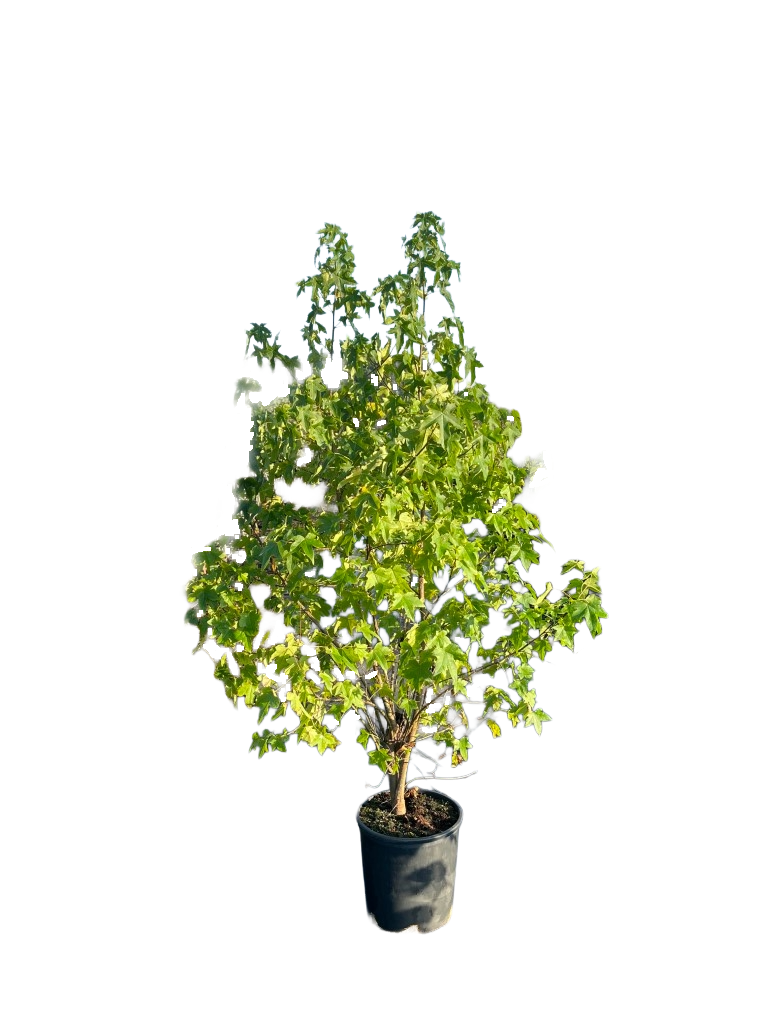 Amberboom | Liquidambar styraciflua 'Worplesdon'