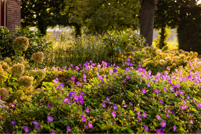 Appelbes | Aronia prunifolia 'Nero'