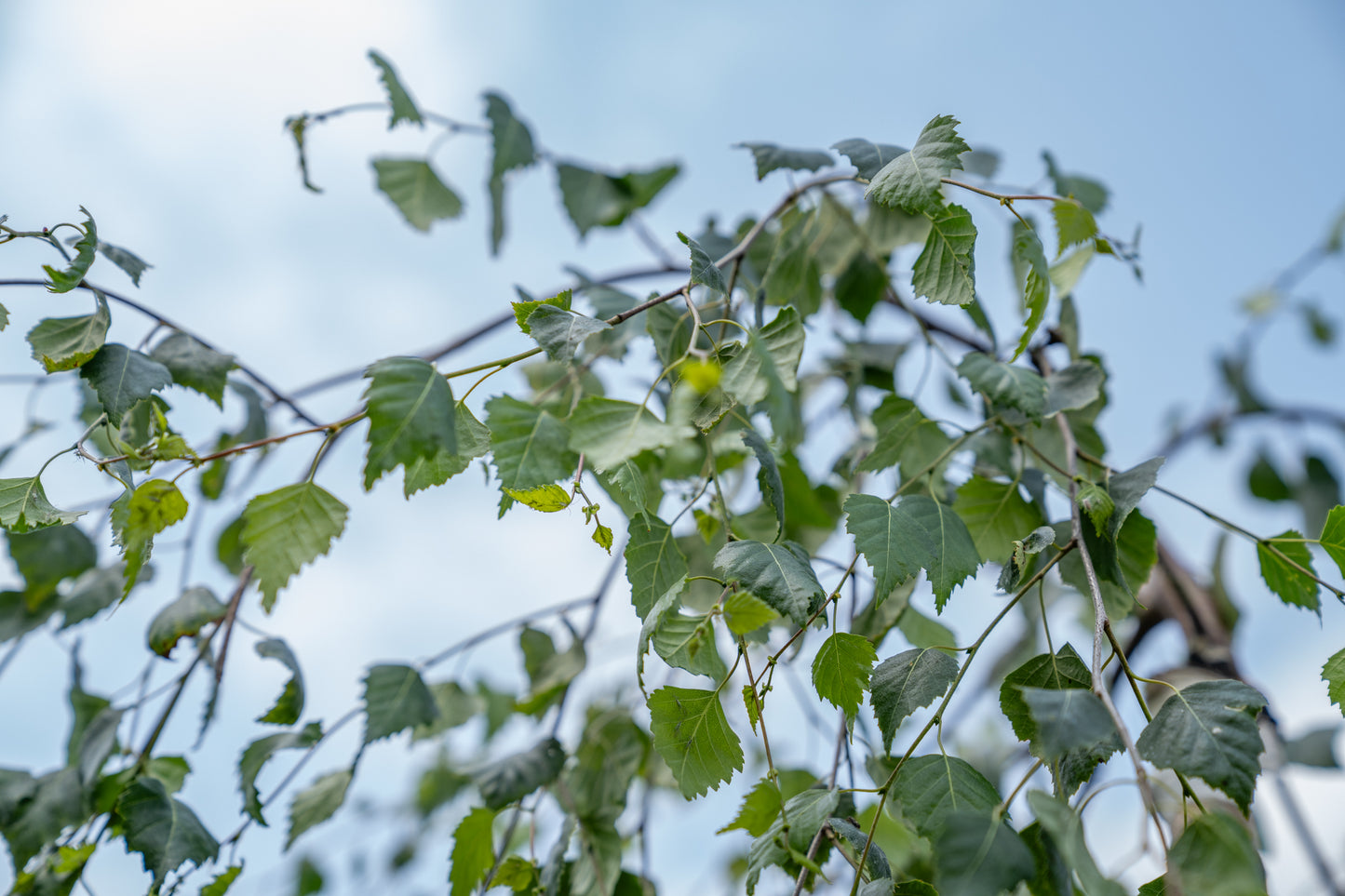 Prieelberk | Betula pendula 'Youngii'