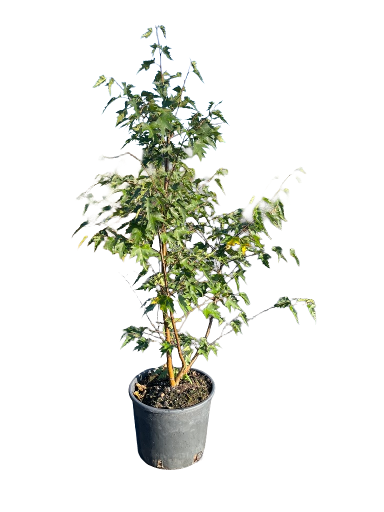 Betula pendula 'Laciniata' | Berk