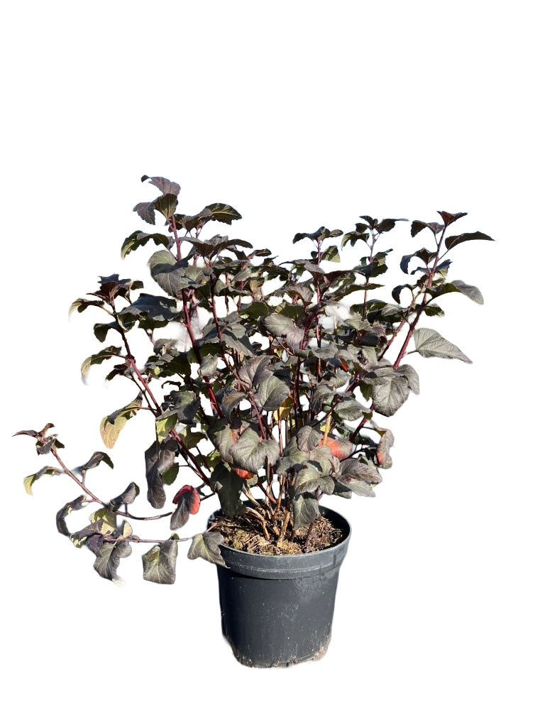 Blaasspirea | Physocarpus opulifolius 'Diable d'Or'