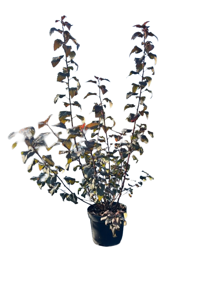 Blaasspirea | Physocarpus opulifolius 'Diabolo'