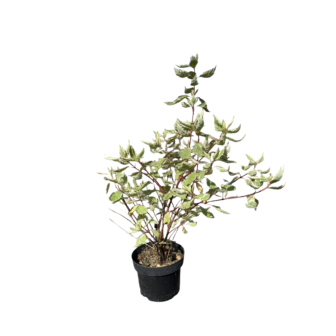 Bonte Kornoelje | Cornus alba 'Elegantissima'