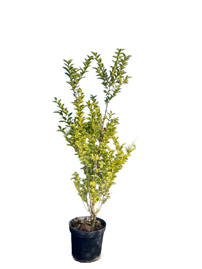 Bonte liguster | Ligustrum ovalifolium 'Aureum'