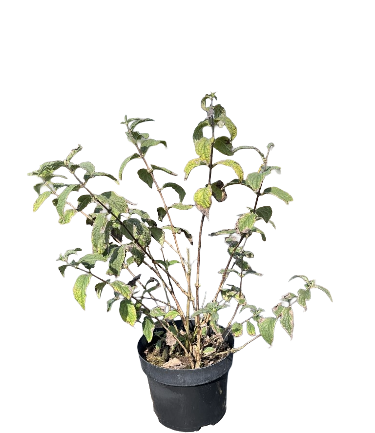 Bruidsbloem | Deutzia hybrida 'Mont Rose'