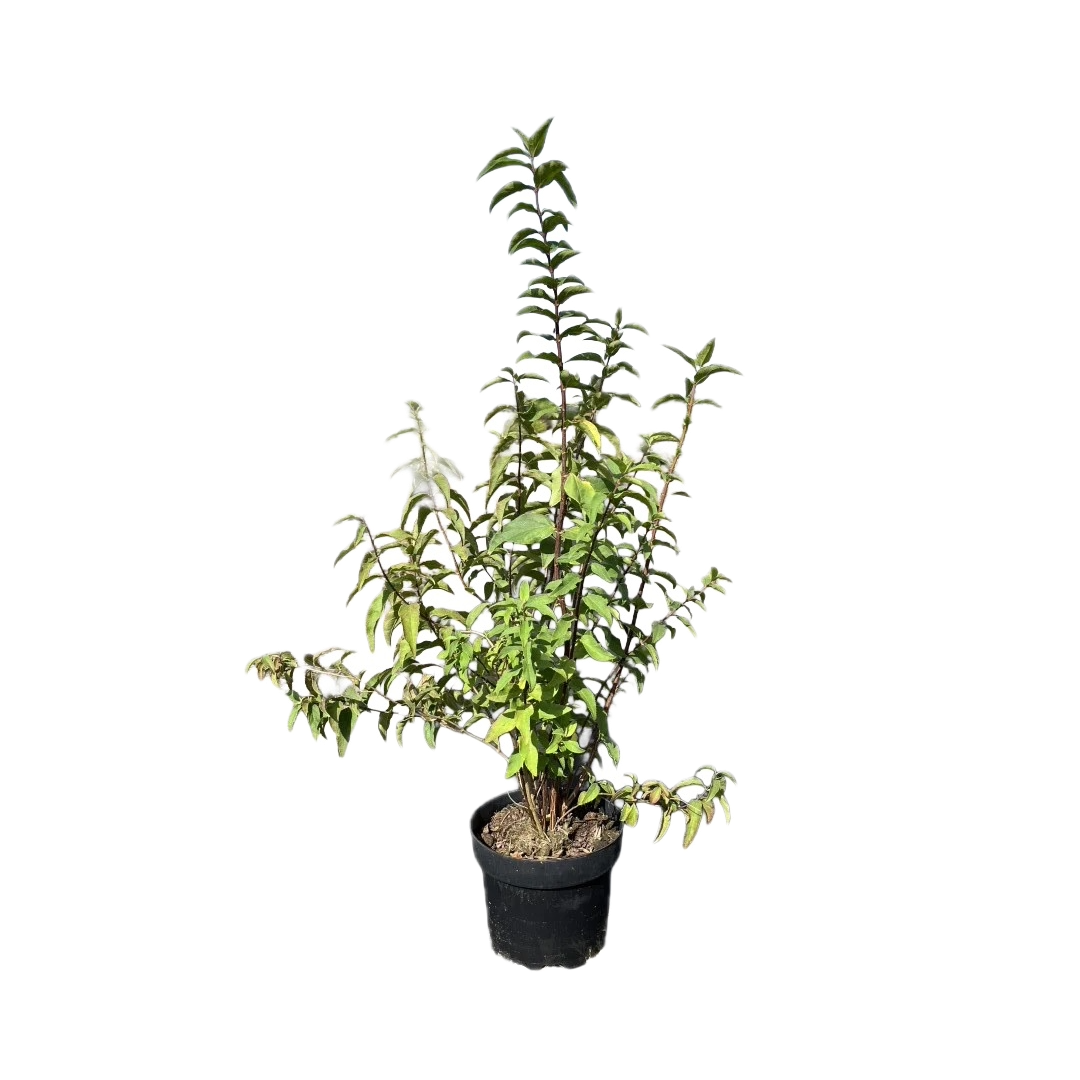 Bruidsbloem | Deutzia scabra 'Plena'