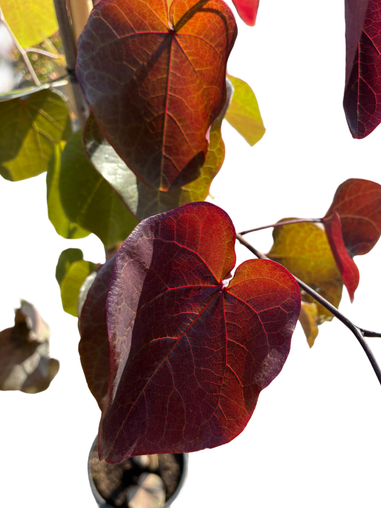 Amerikaanse Judasboom | Cercis canadensis 'Black Pearl' (Ace of Spades)