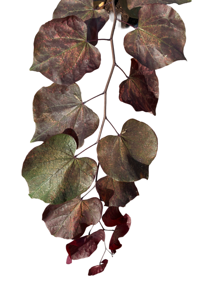 Amerikaanse Judasboom | Cercis canadensis 'Forest Pansy'