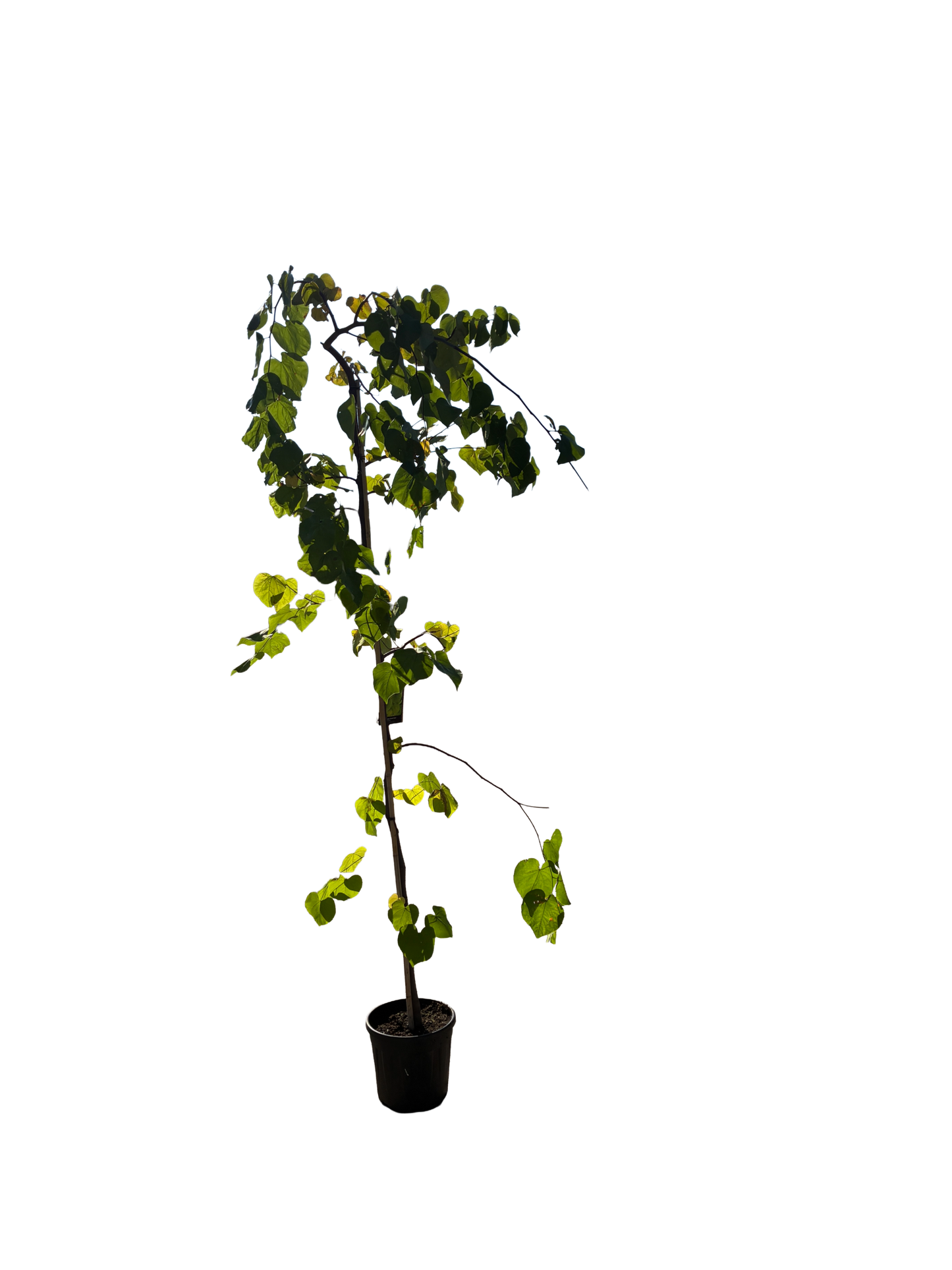 Amerikaanse Judasboom | Cercis canadensis 'Vanilla Twist'