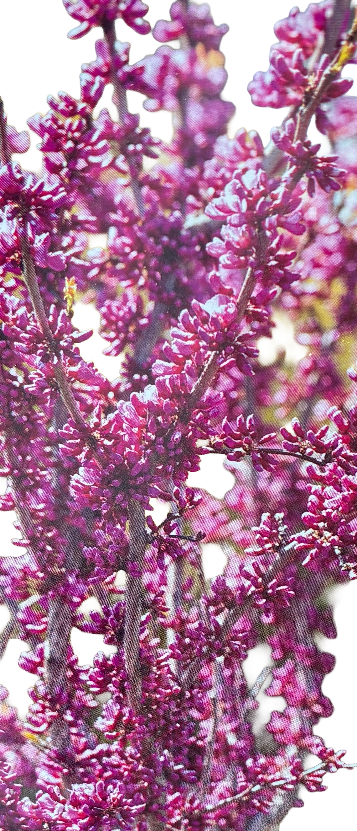 Chinese Judasboom | Cercis chinensis 'Avondale'