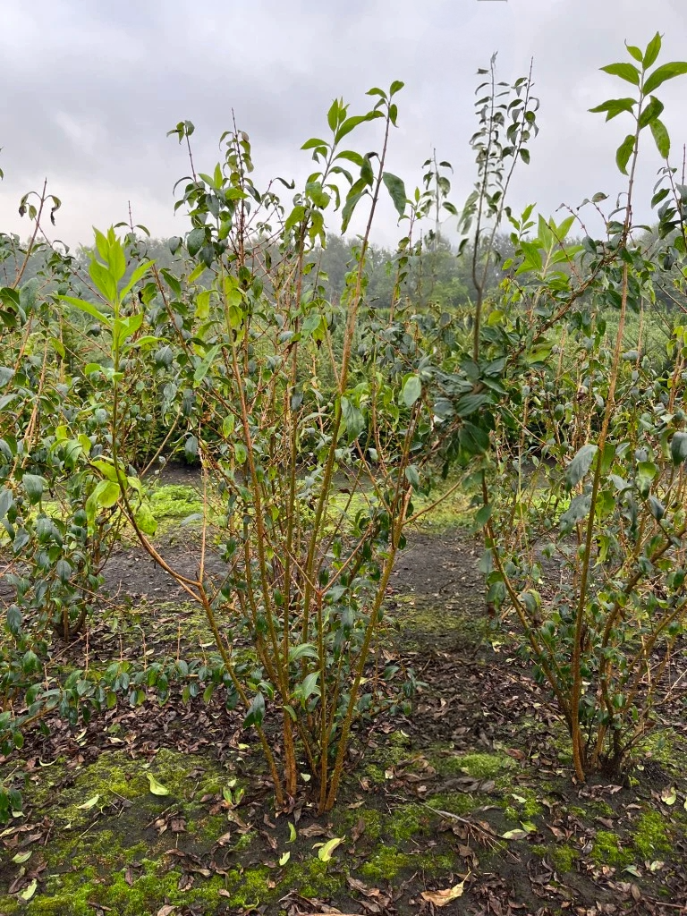 Chinees klokje | Forsythia intermedia 'Spectabilis'