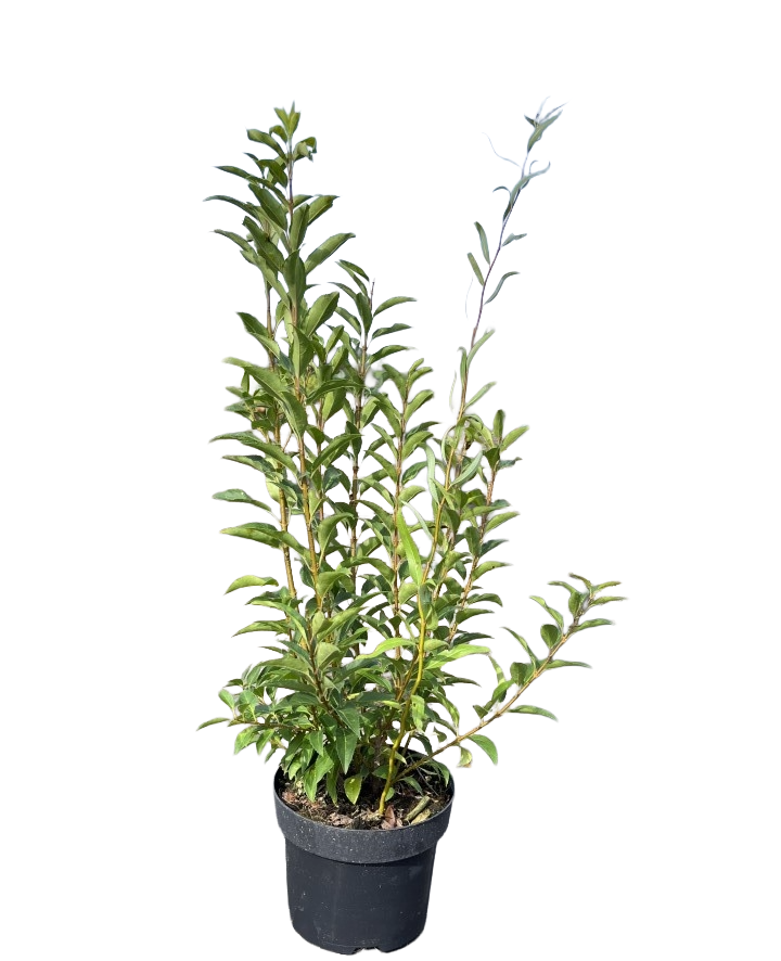 Chinees klokje | Forsythia intermedia 'Week-End'