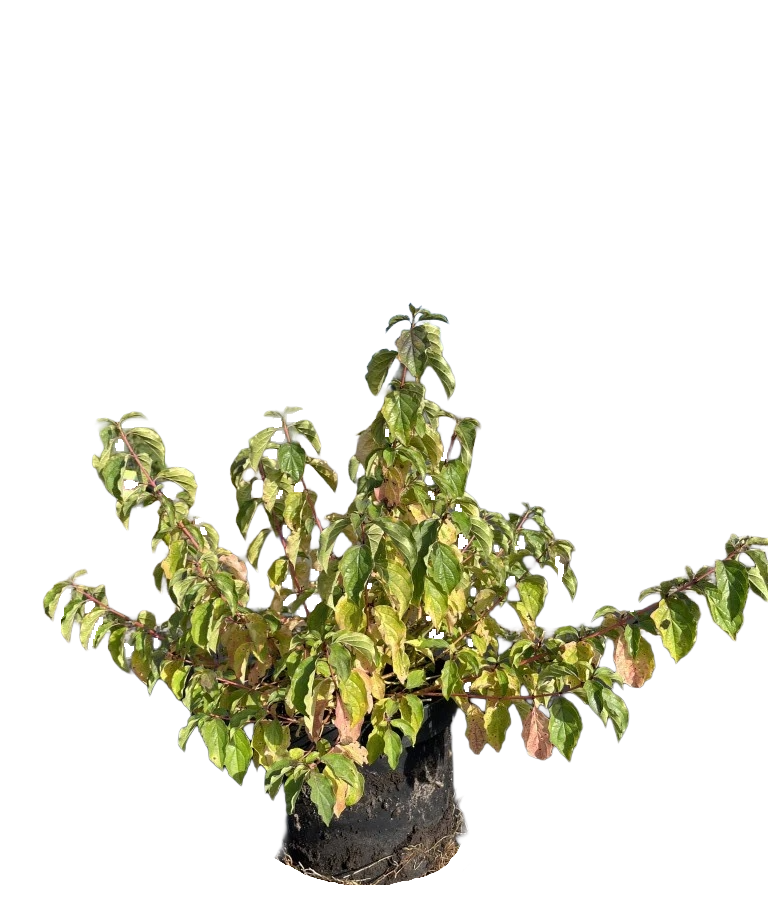 Rode Kornoelje | Cornus sanguinea 'Midwinter Fire'