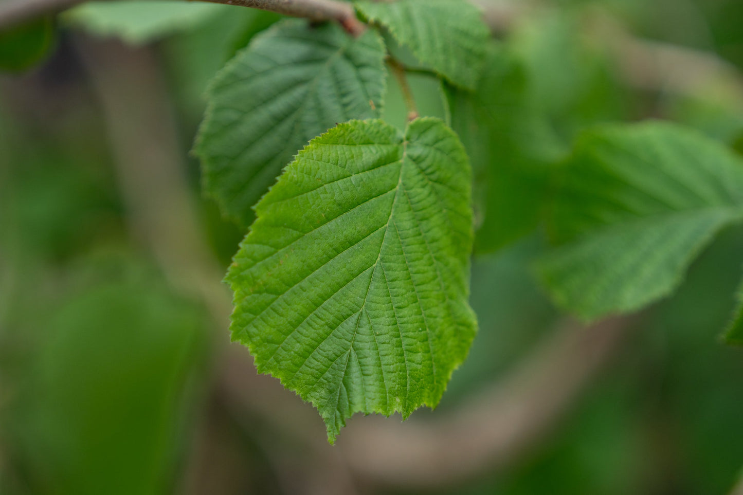 Corylus avellana