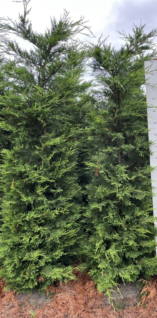 Haagconifeer | Cupressocyparis leylandii