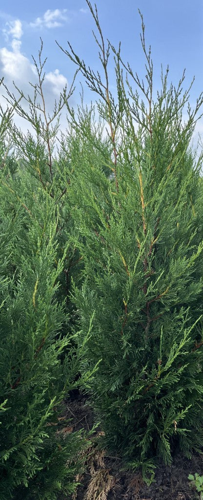 Cupressocyparis leylandii 'Tweeduizendéén'