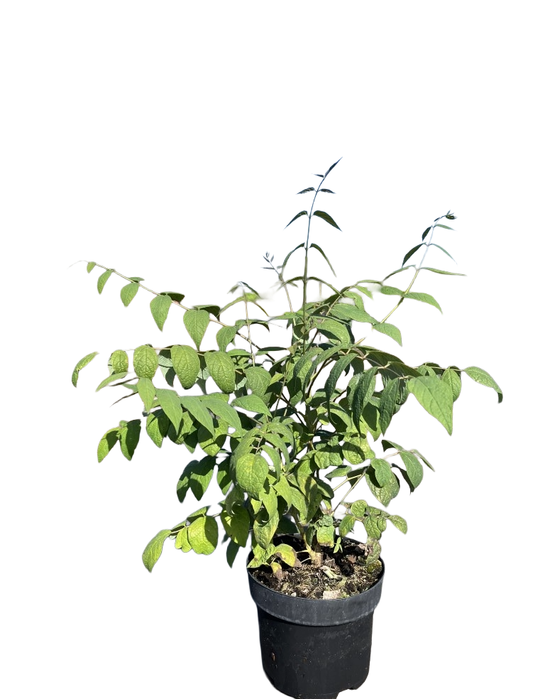 Decaisnea fargesii | Augurkenstruik