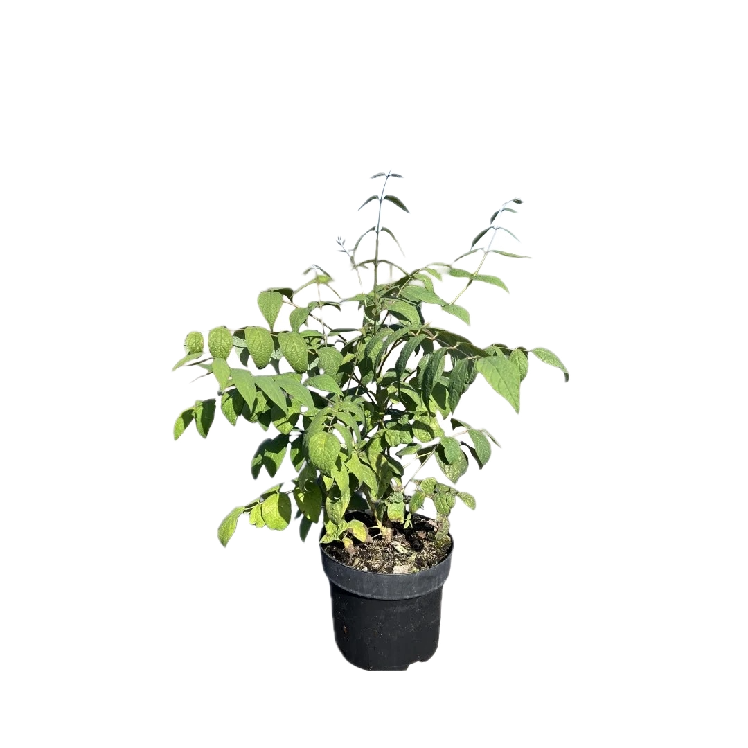 Decaisnea fargesii | Augurkenstruik