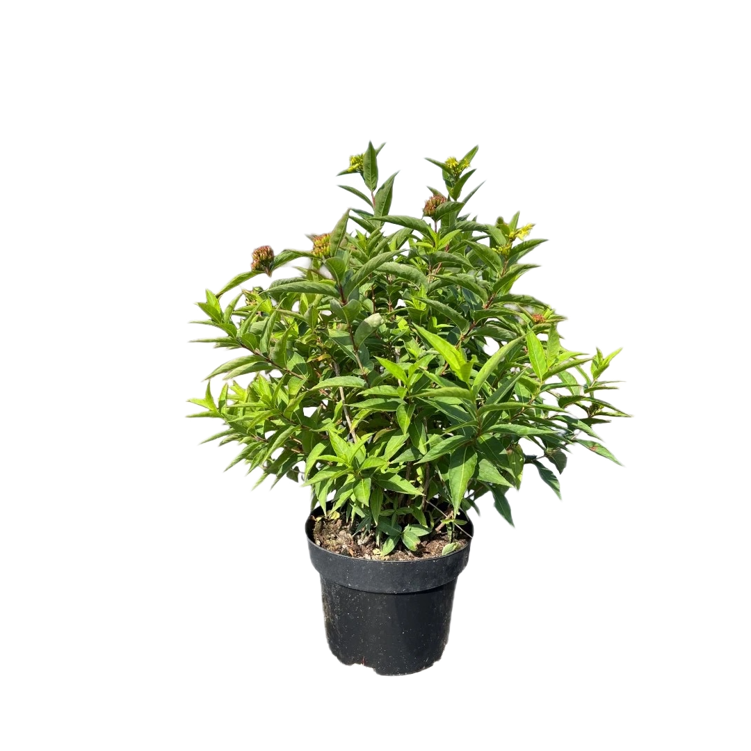 Diervilla sessilifolia 'Butterfly'