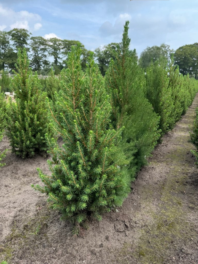 Dwergspar | Picea glauca 'December'