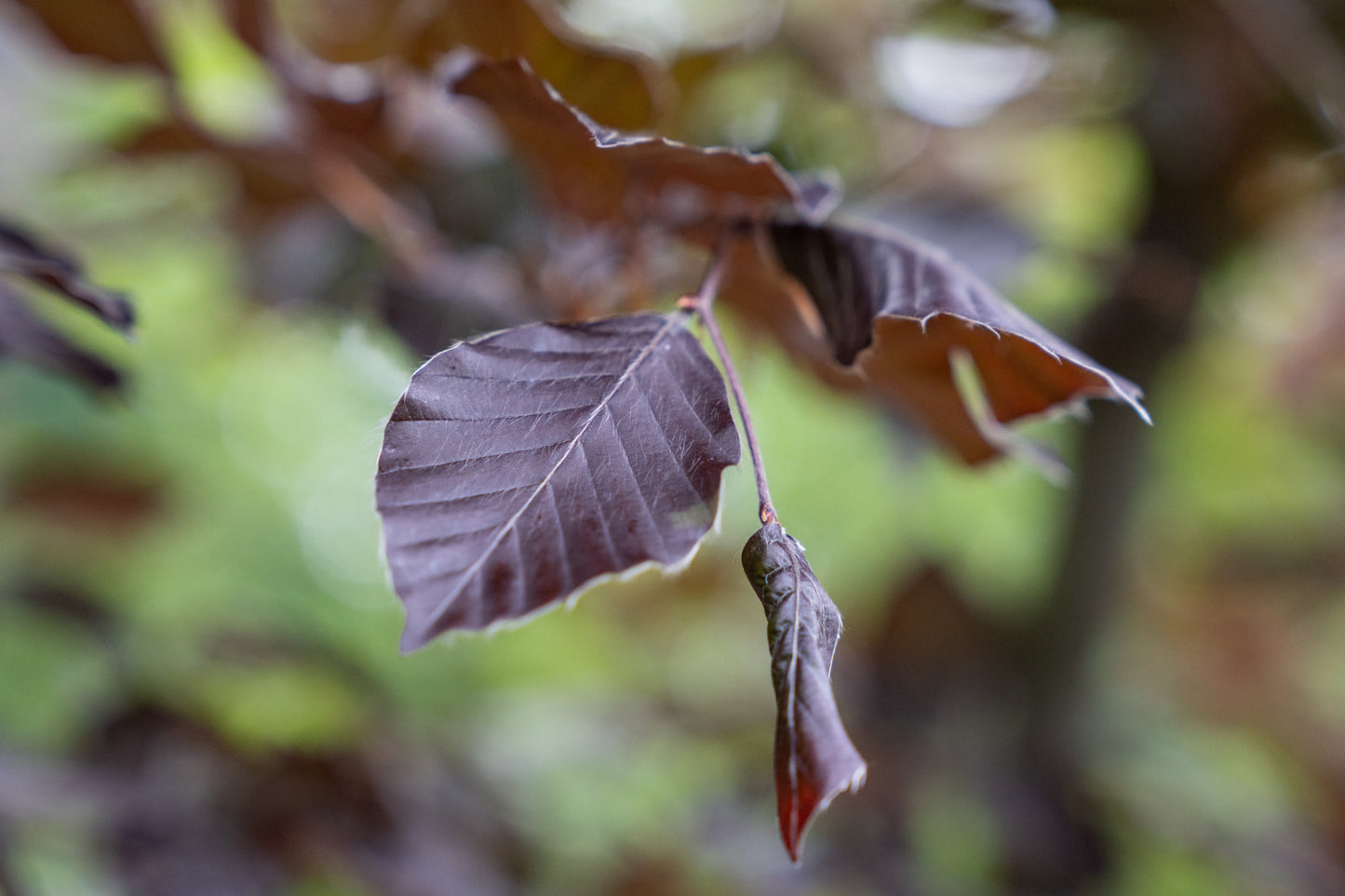 Rode Beuk | Fagus syl. 'Atropunicea'