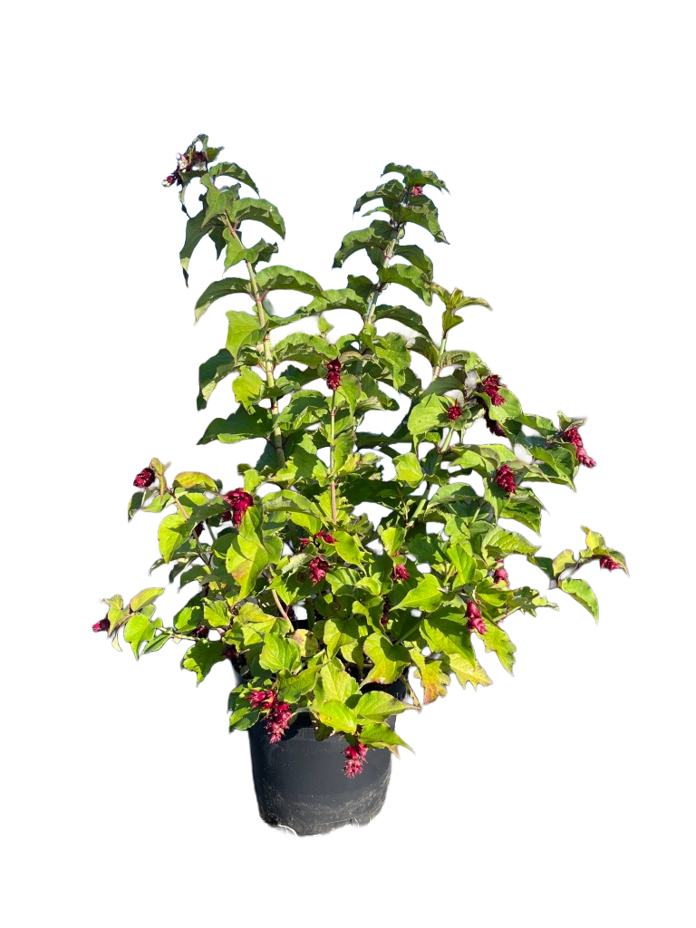 Fazantenbes | Leycesteria formosa