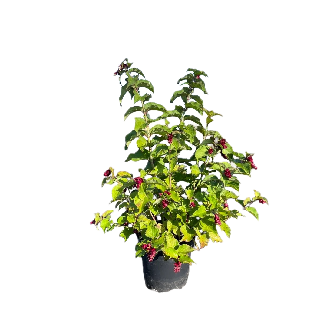 Fazantenbes | Leycesteria formosa