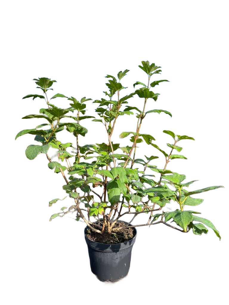 Gelderse roos | Sneeuwbal | Viburnum opulus 'Roseum'