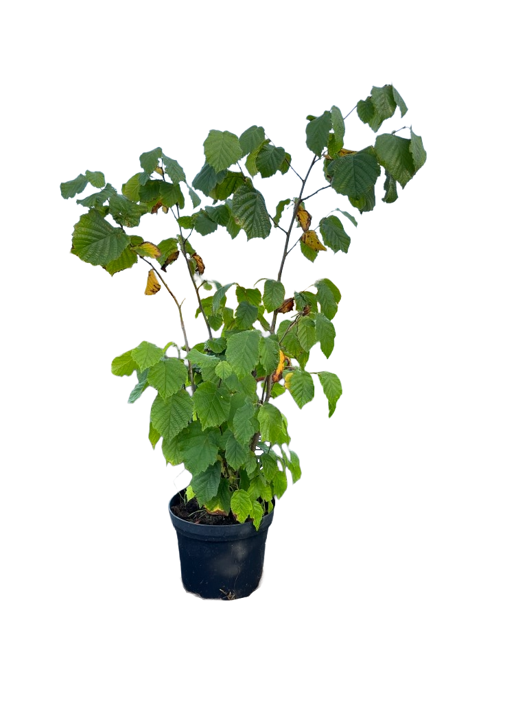 Hazelaar | Corylus avellana