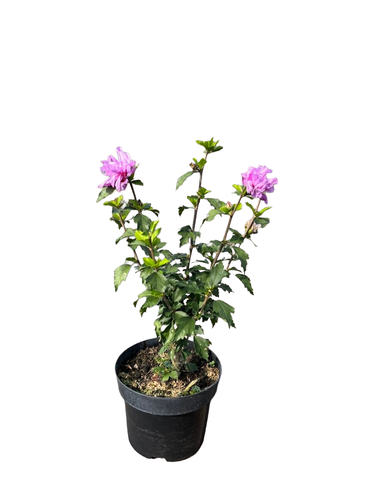 Hibiscus syriacus 'Ardens' | Althaeastruik