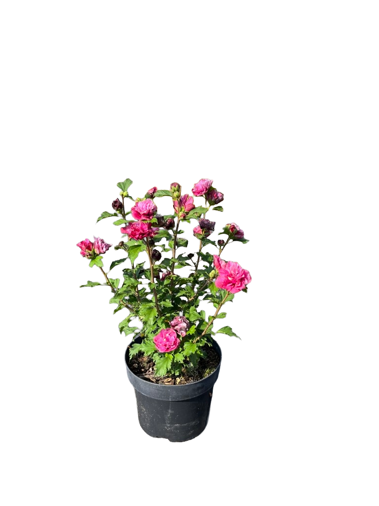 Hibiscus syriacus 'Duc de Brabant' | Althaeastruik