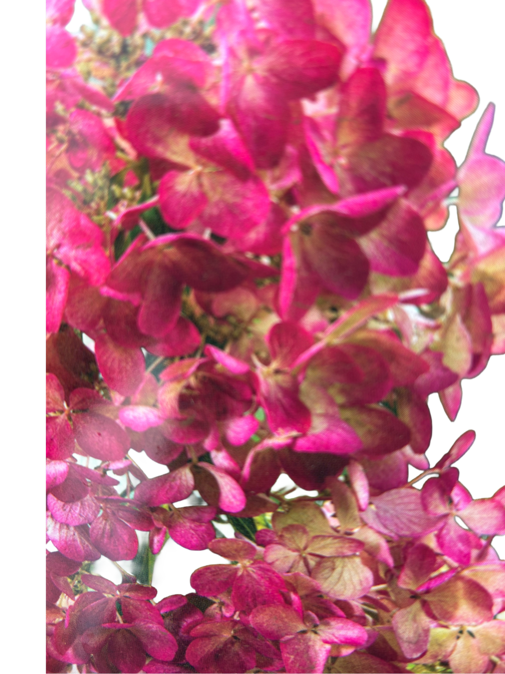 Hydrangea pan. 'Sundae Fraise'