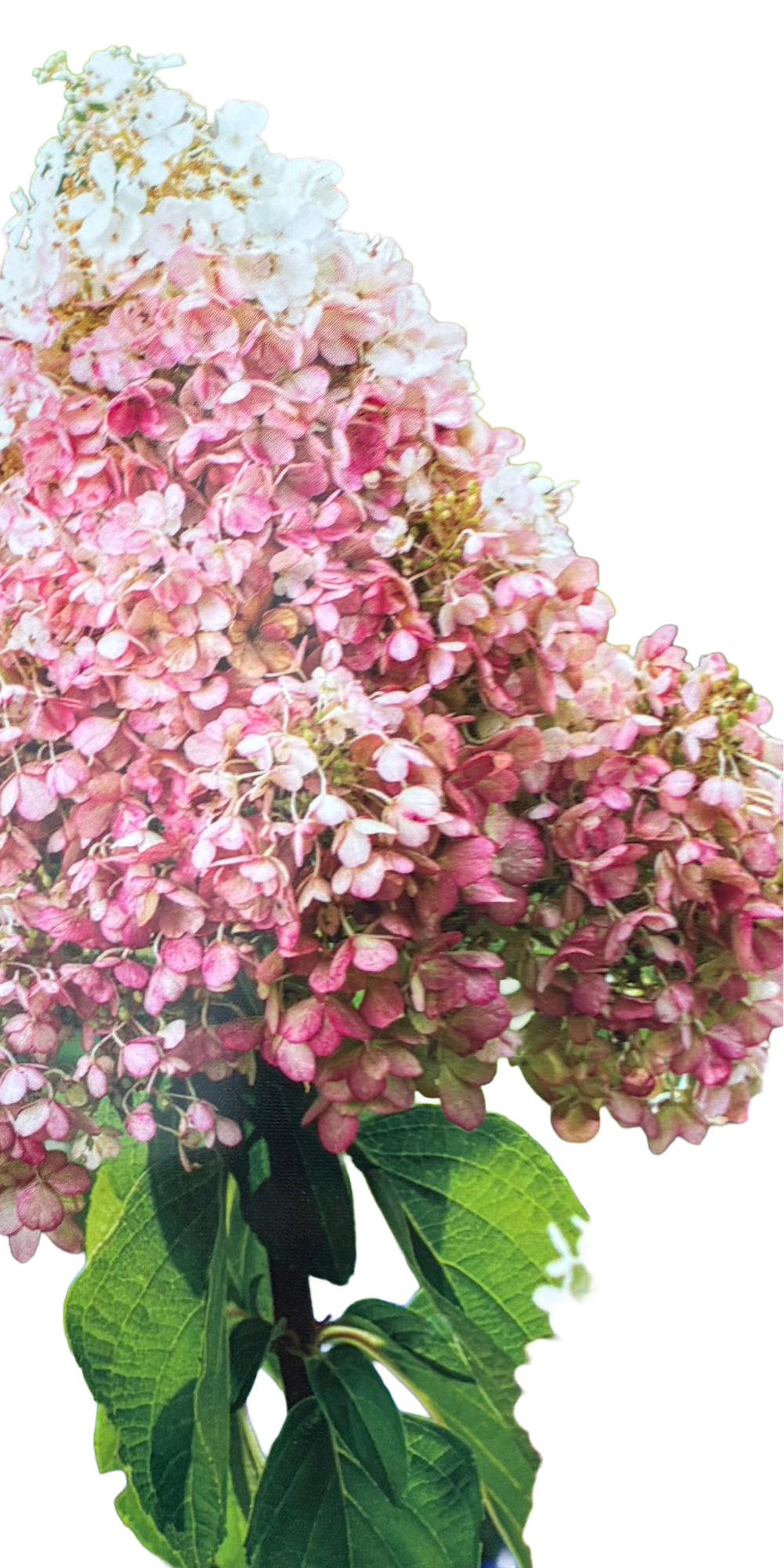 Hydrangea pan. 'Pink Diamond'