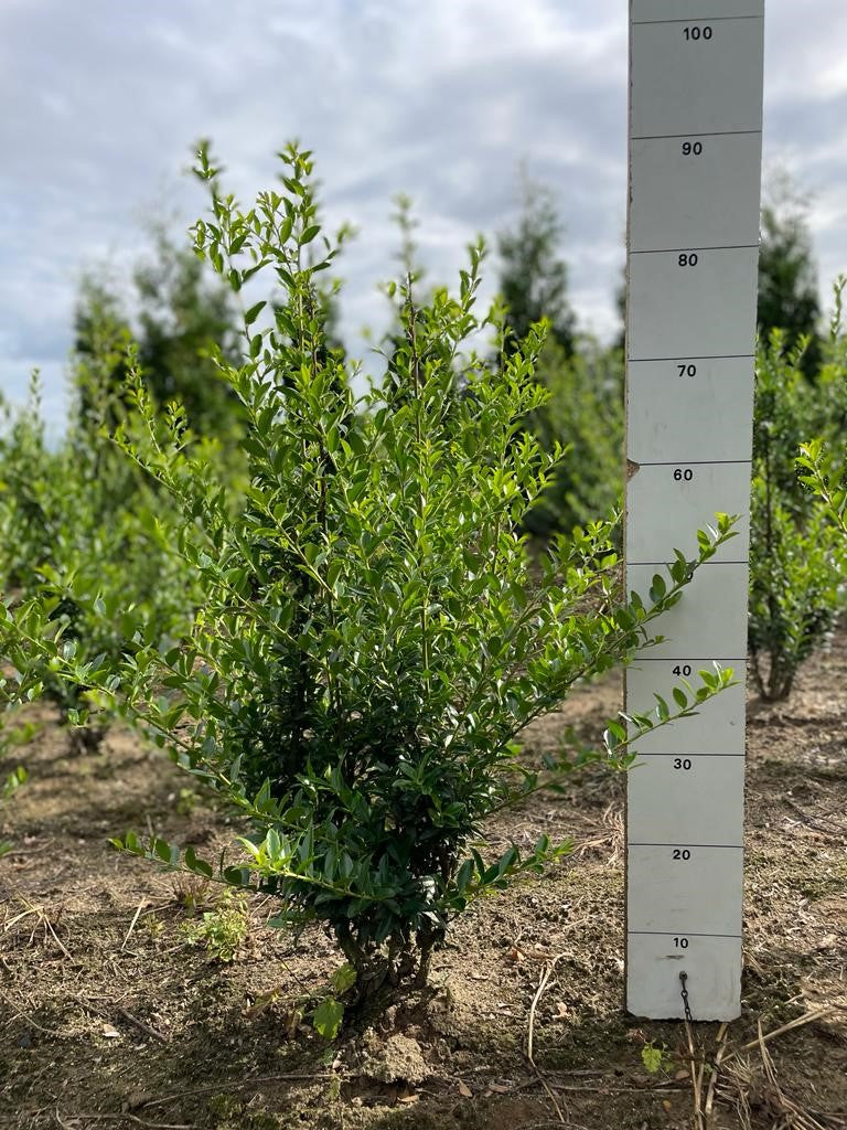 Japanse hulst | Ilex maximowicziana 'Kanehirae'