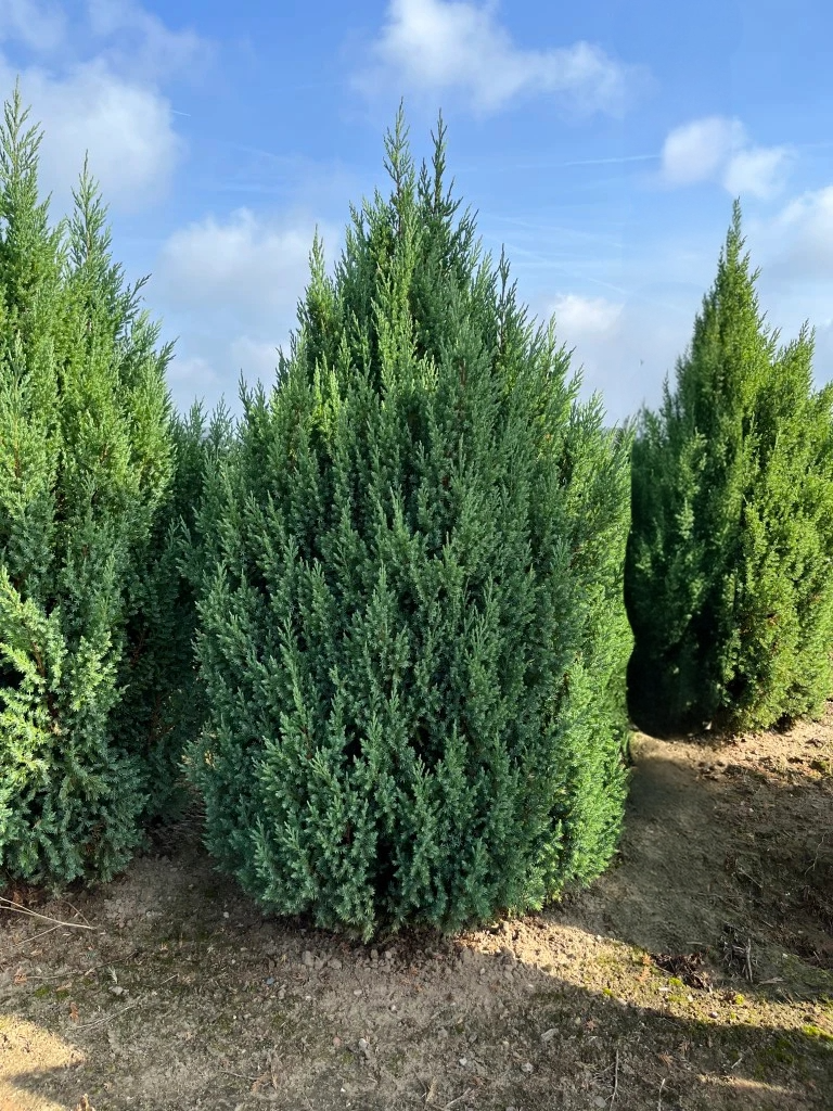 Jeneverbes | Juniperus chinensis 'Stricta'