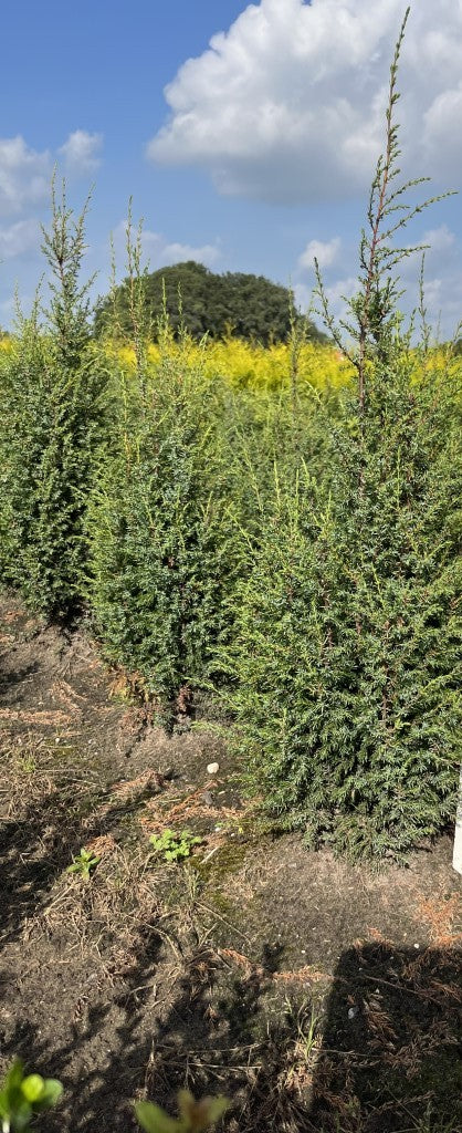 Jeneverbes | Juniperus communis 'Hibernica'
