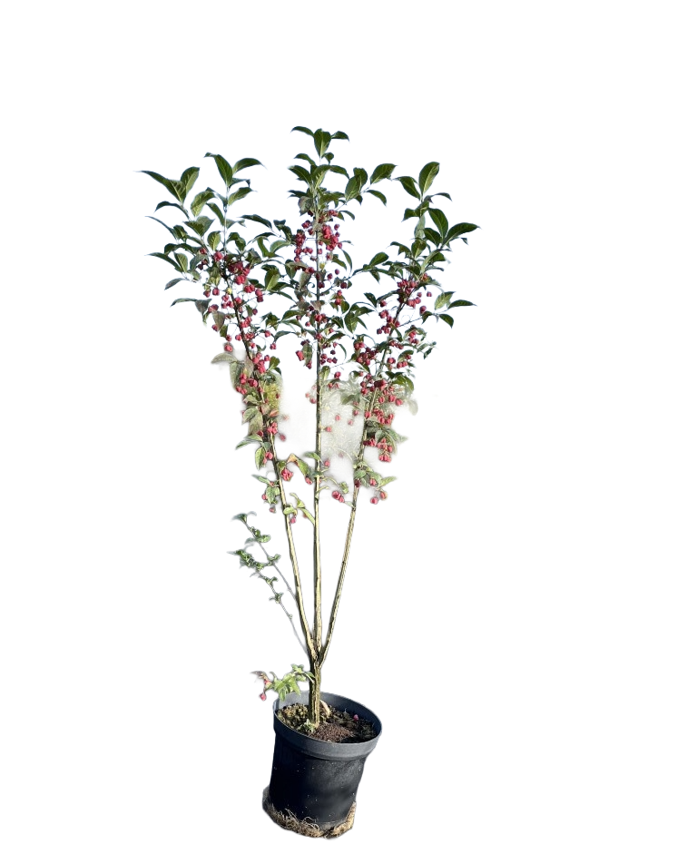 Kardinaalsmuts | Euonymus europaeus