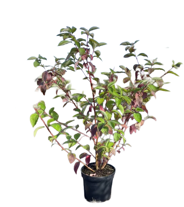 Kornoelje | Cornus alba 'Sibirica'