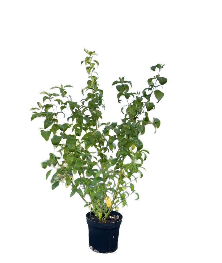 Kornoelje | Cornus sericea 'Flaviramea'