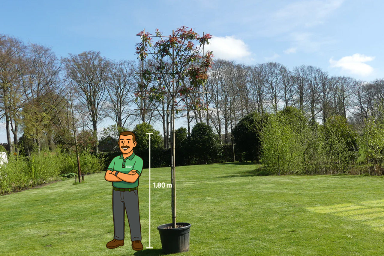 Lei Glansmispel | Photinia fr. 'Red Robin'