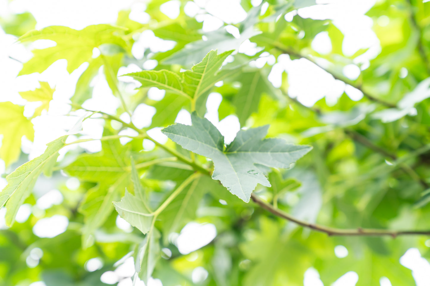 Dak amberboom | Liquidambar styraciflua Pendula