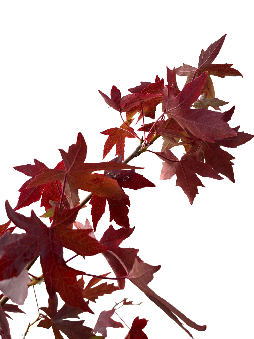 Amberboom | Liquidambar styr. 'Worplesdon'